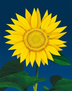 20 Girasole Libro